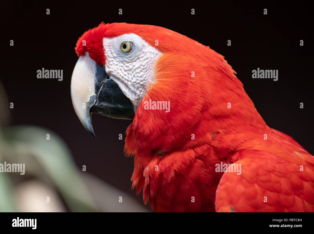 Macaw Parrot Stock Photo