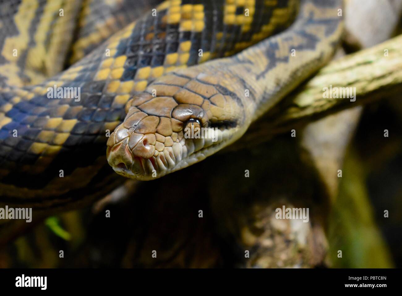 Snake close up Stock Photo