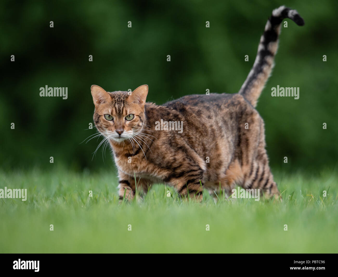 Bengal Cat House Cat Pet Stock Photo Alamy