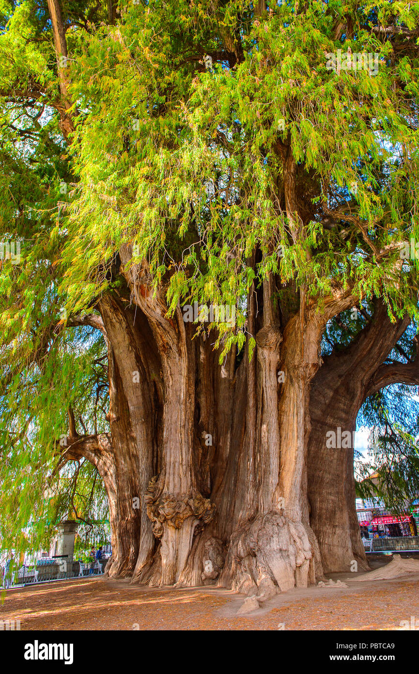 The Tree of Tule (El Arbol de Tule),  Montezuma cypress or ahuehuete in  Nahuatl. UNESCO World Heritage Stock Photo