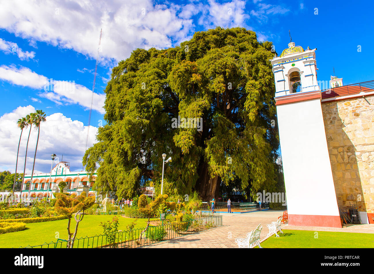 The Tree of Tule (El Arbol de Tule),  Montezuma cypress or ahuehuete in  Nahuatl. UNESCO World Heritage Stock Photo