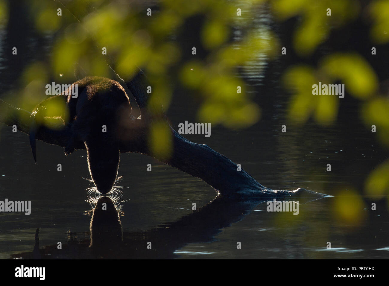 Northern River Otter (Lontra canadensis) diving into water, Sacramento County California Stock Photo