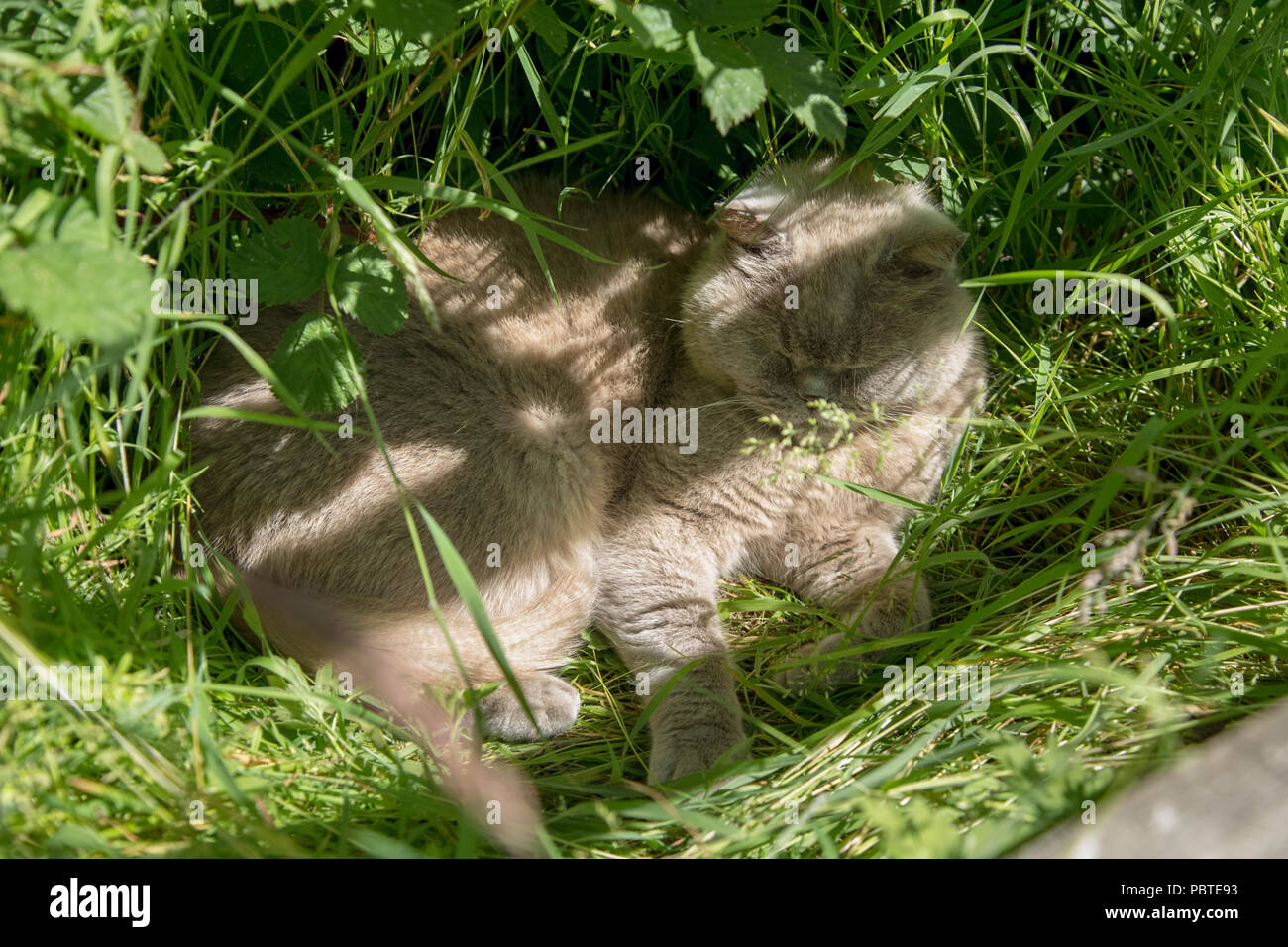 Adult male British Blue cat asleep in long grass. Stock Photo