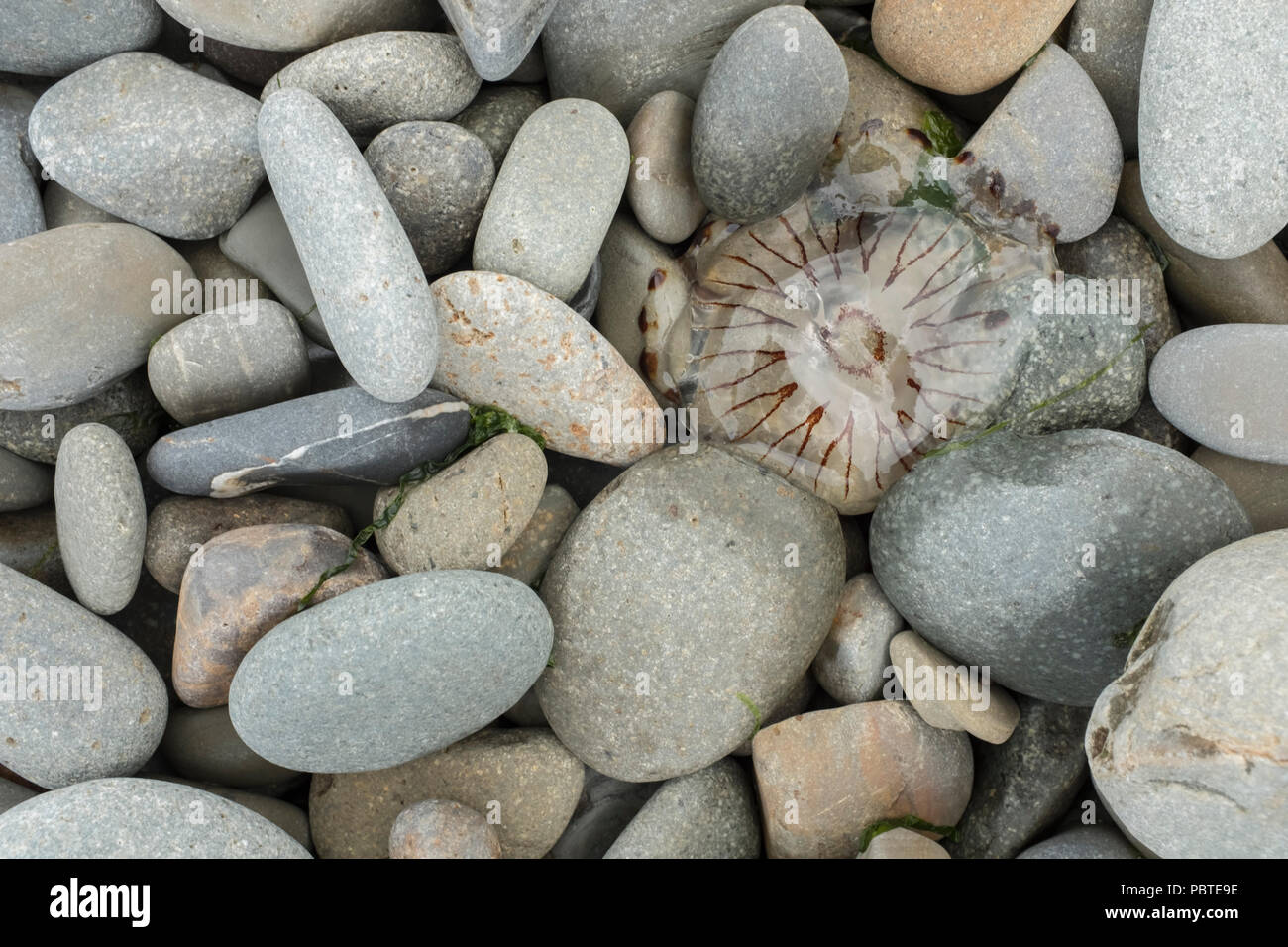 Compass jellyfish Chrysaora hysoscella washed up on a pebble beach in Pembrokeshire, Wales. Stock Photo