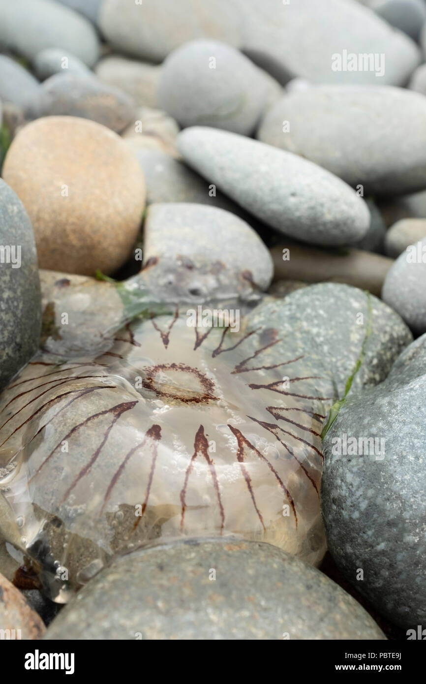 Compass jellyfish Chrysaora hysoscella washed up on a pebble beach in Pembrokeshire, Wales. Stock Photo
