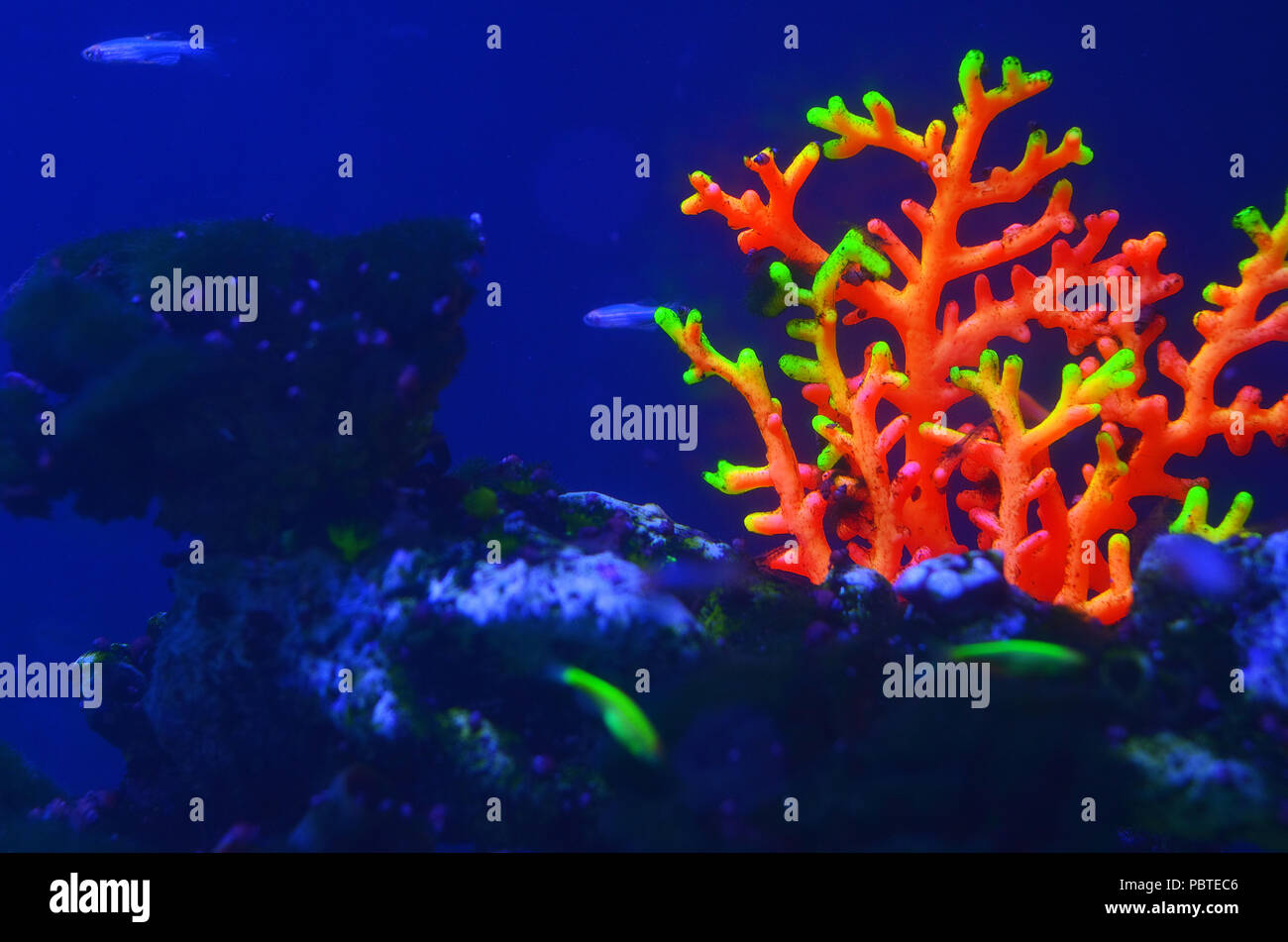 Colorful bright neon coral on a sea stony under water in blue