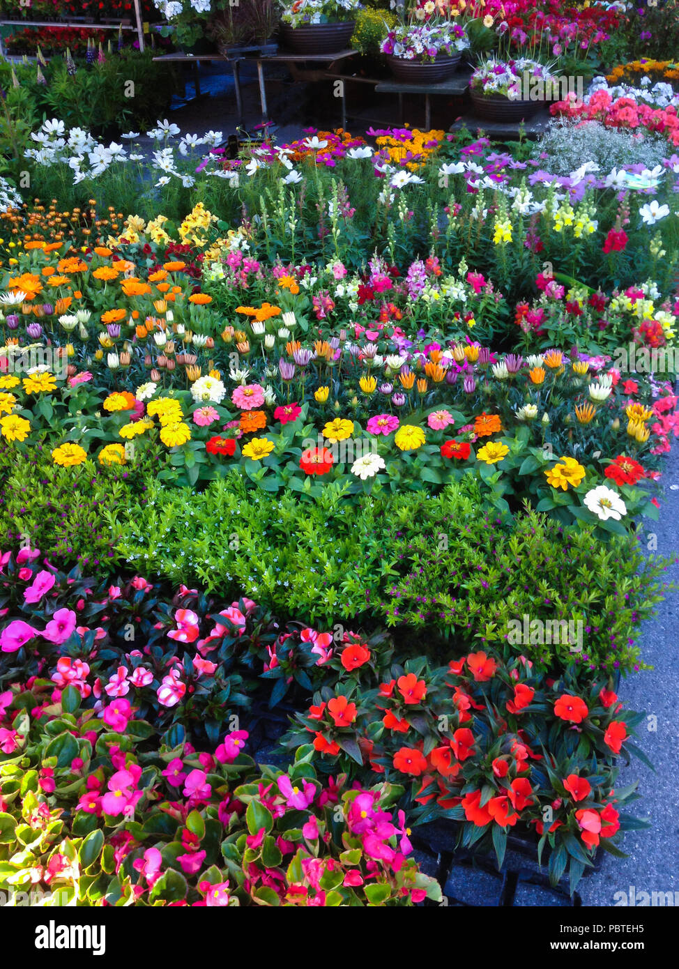 Many Flower Pots Arranged For Sale At Outdoor Market In Street