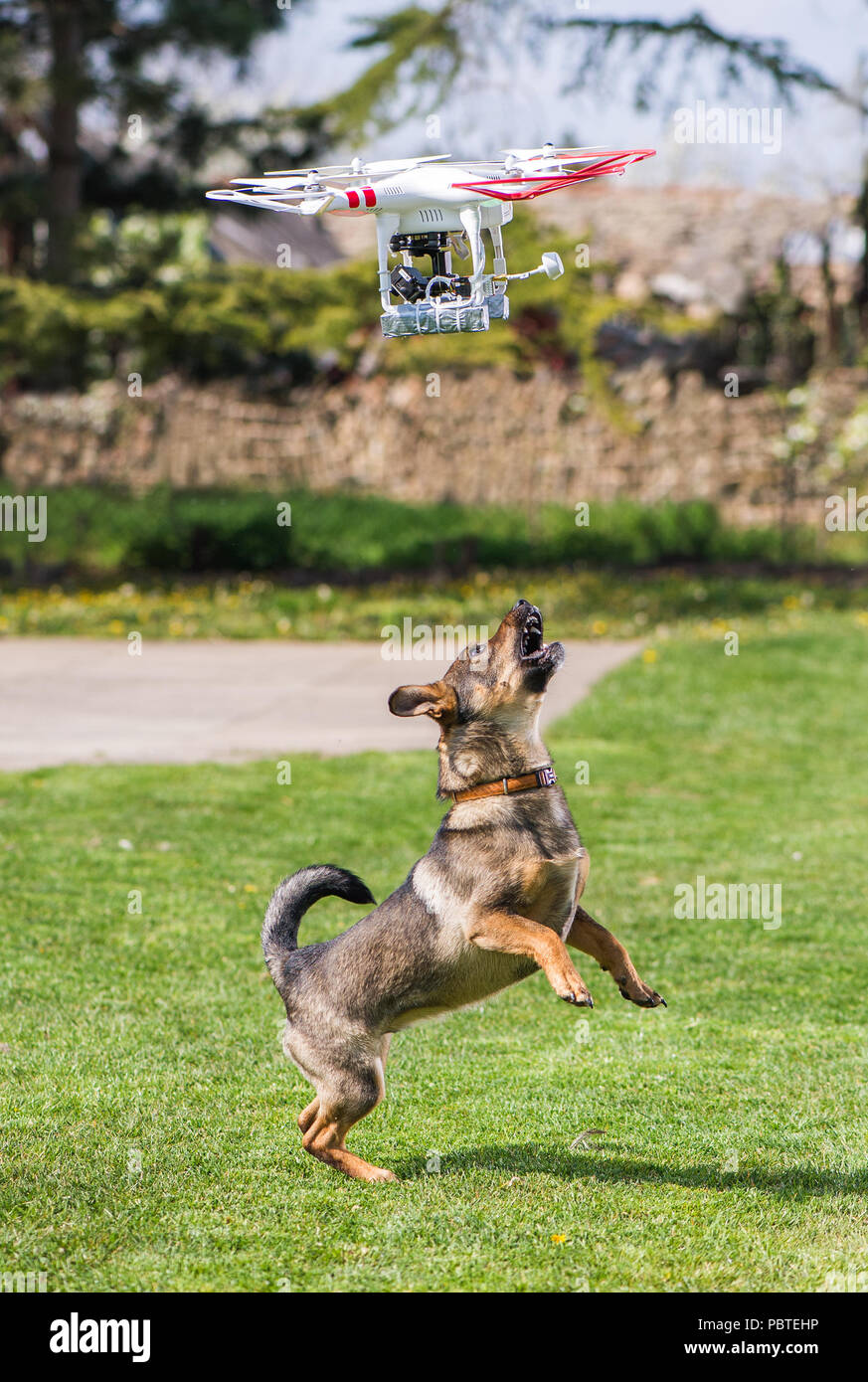flying drone with camera and dog Stock Photo Alamy
