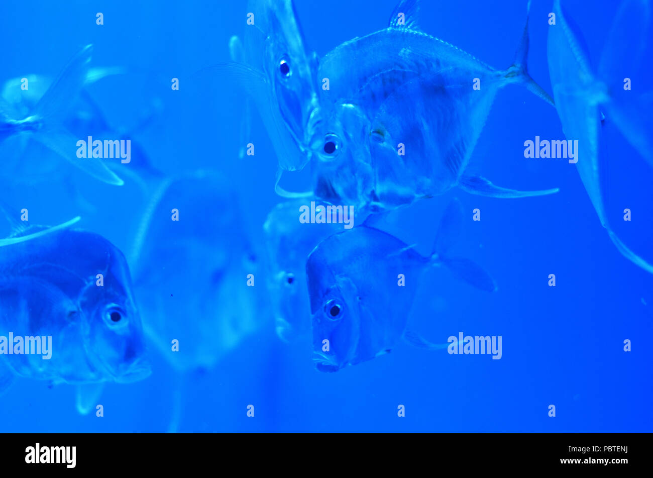 Silver eel hires stock photography and images Alamy