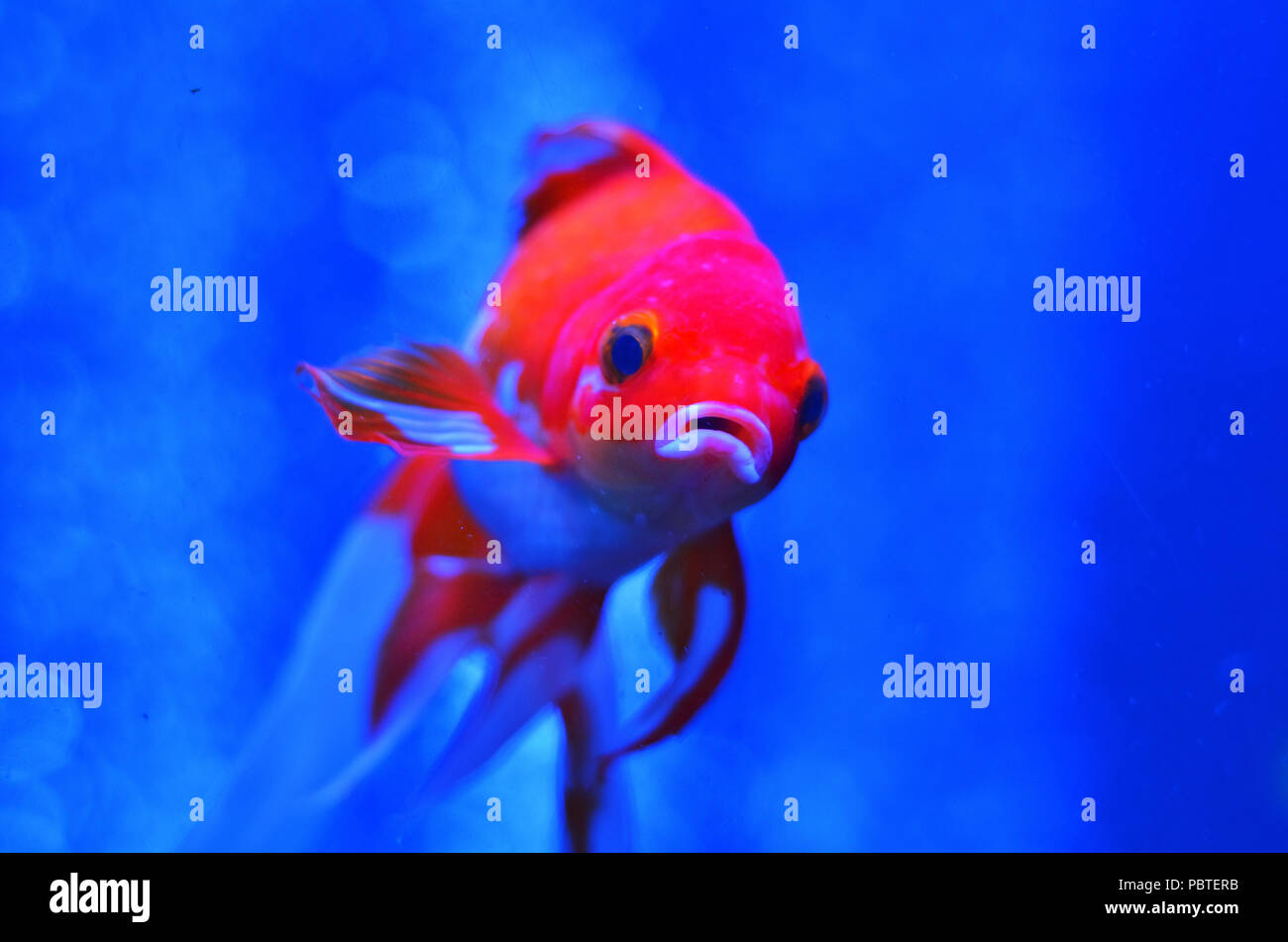 Red and white fish with an open mouth in pure blue water close-up Stock Photo