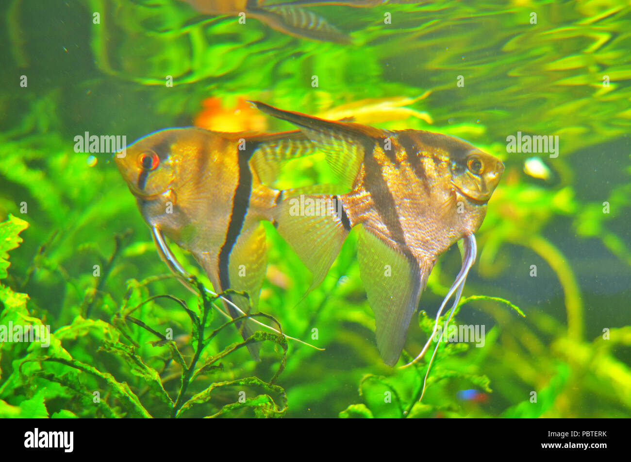 Two identical fishes parallel to each other among green algae Stock ...
