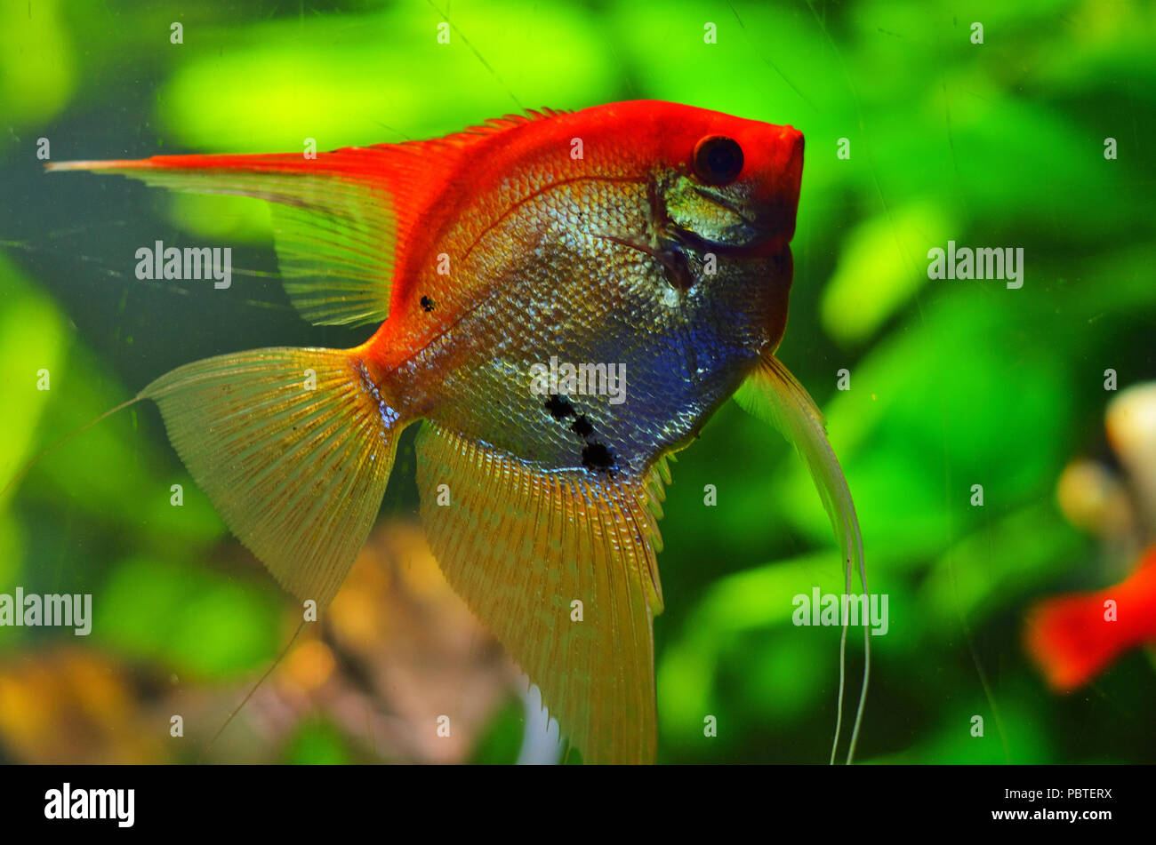 Flat silver fish with a long fin floating among the green algae Stock ...