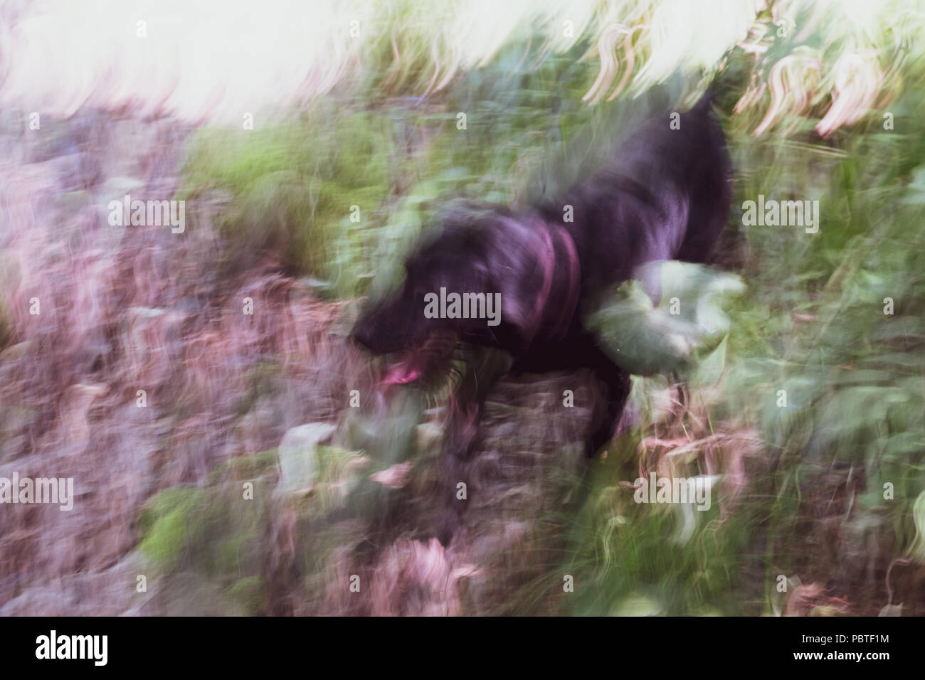 Blurring the image of a grass and bushes illuminated by sunshine in which the dog runs it is photographed on long endurance. The image has color tonin Stock Photo
