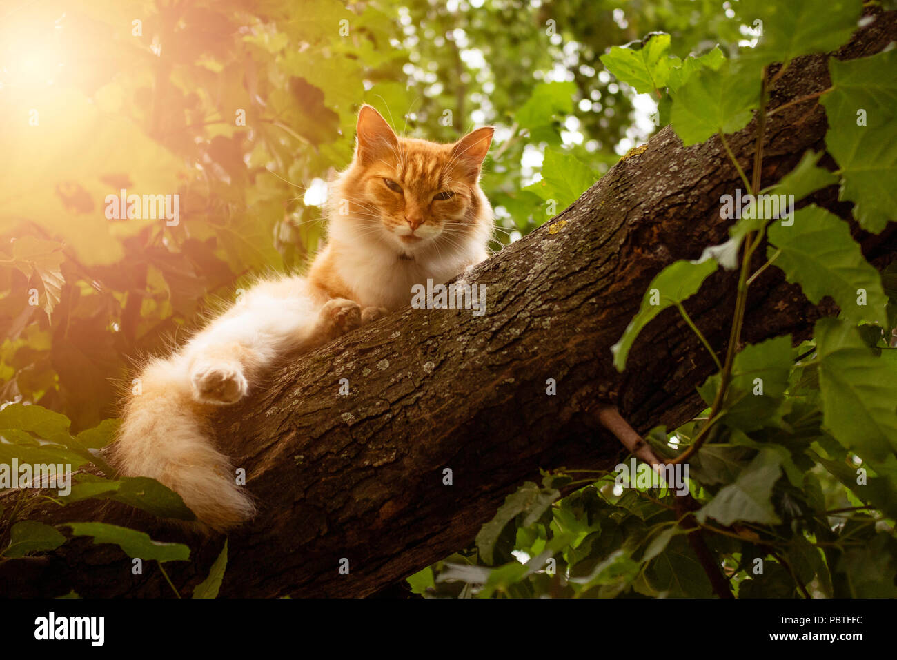 Cute ginger cat sitting on tree branch Stock Photo - Alamy