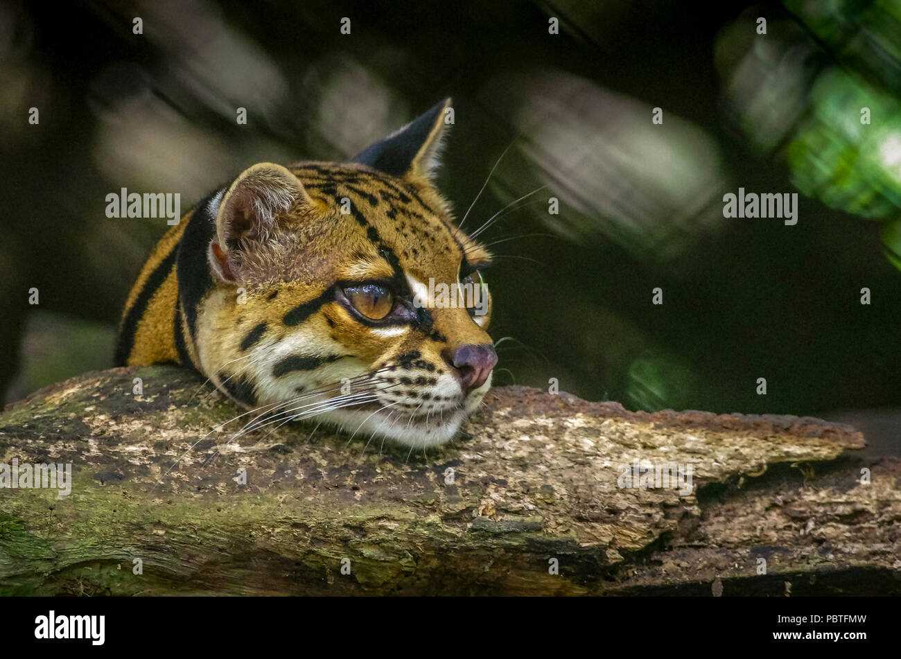 Wildcat ocelot 2025