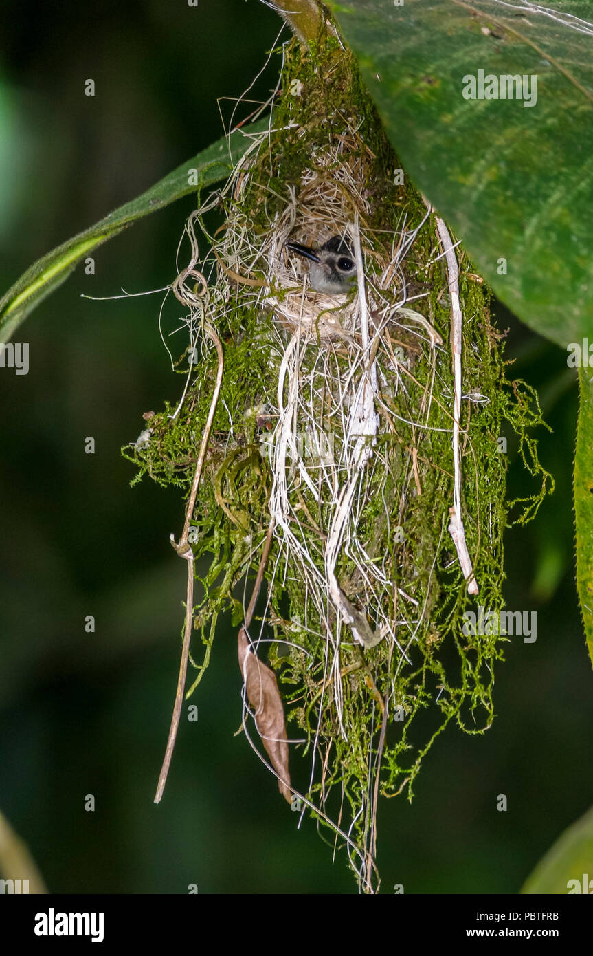 Little bird in its nest in the rain forest Stock Photo