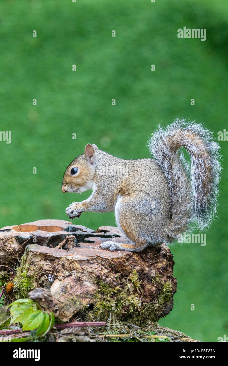 Squirrel Without Squirrel without a tail hi-res stock photography and images - Alamy