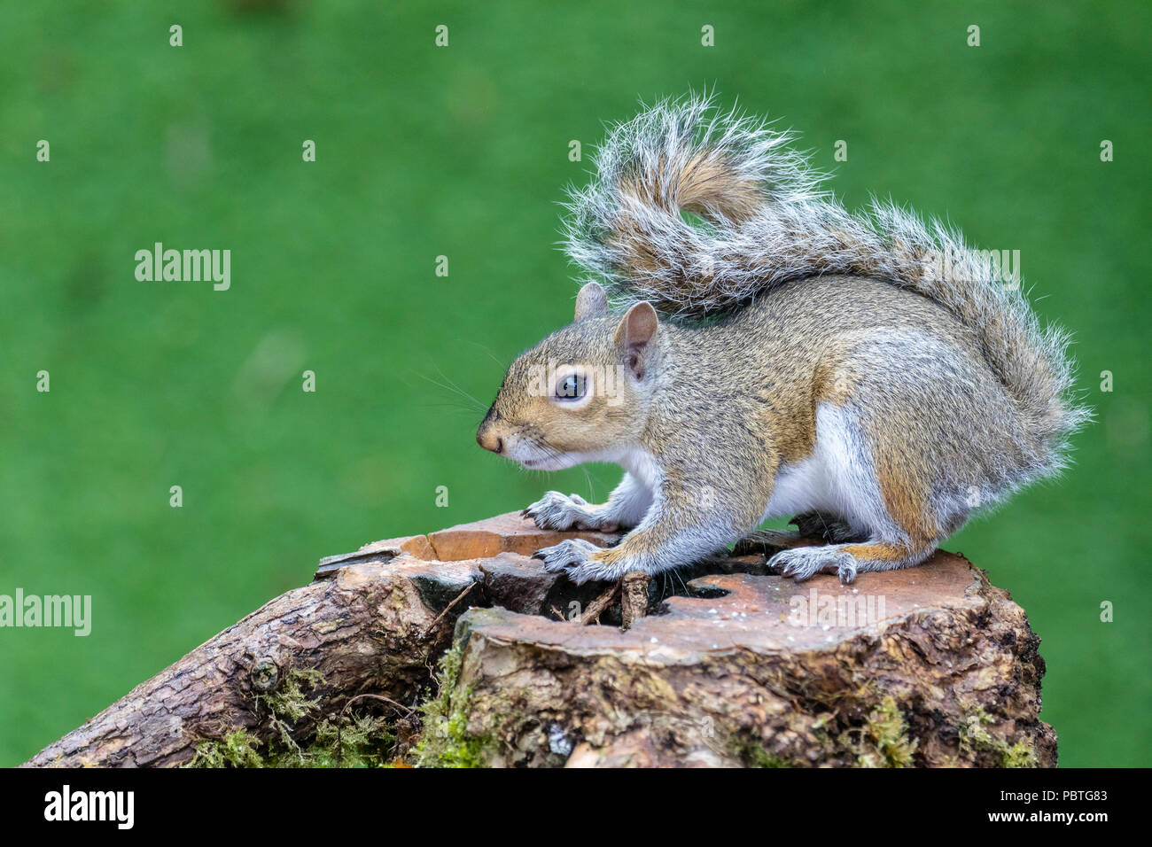 Squirrel Without Squirrel without a tail hi-res stock photography and images - Alamy