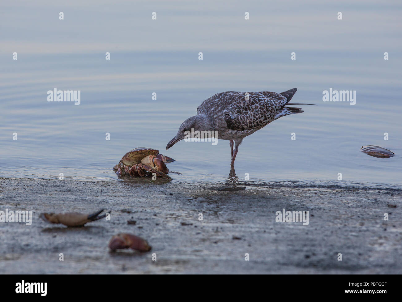 Young Gull scavenging dead crab on slipway Stock Photo