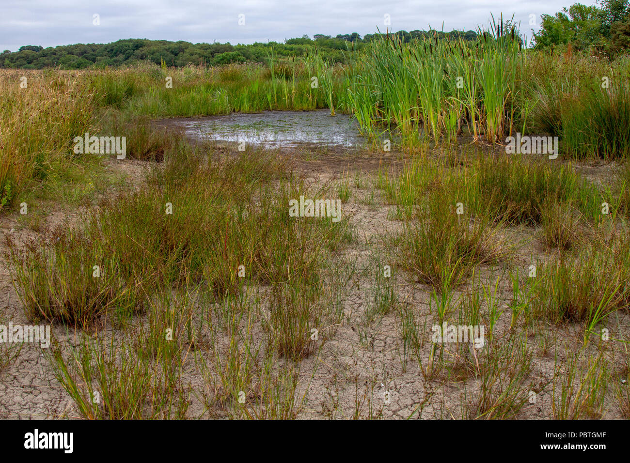 Dried up pond hires stock photography and images Alamy