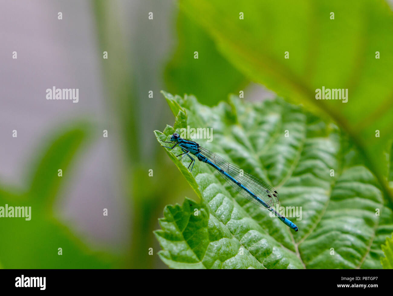 Azure damselfly on leaf Stock Photo - Alamy
