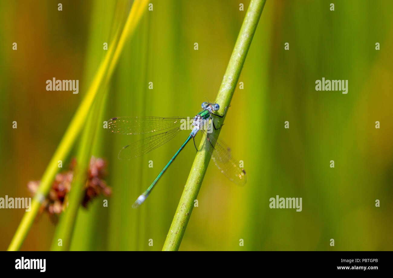 Emerald damselfly on stem Stock Photo - Alamy