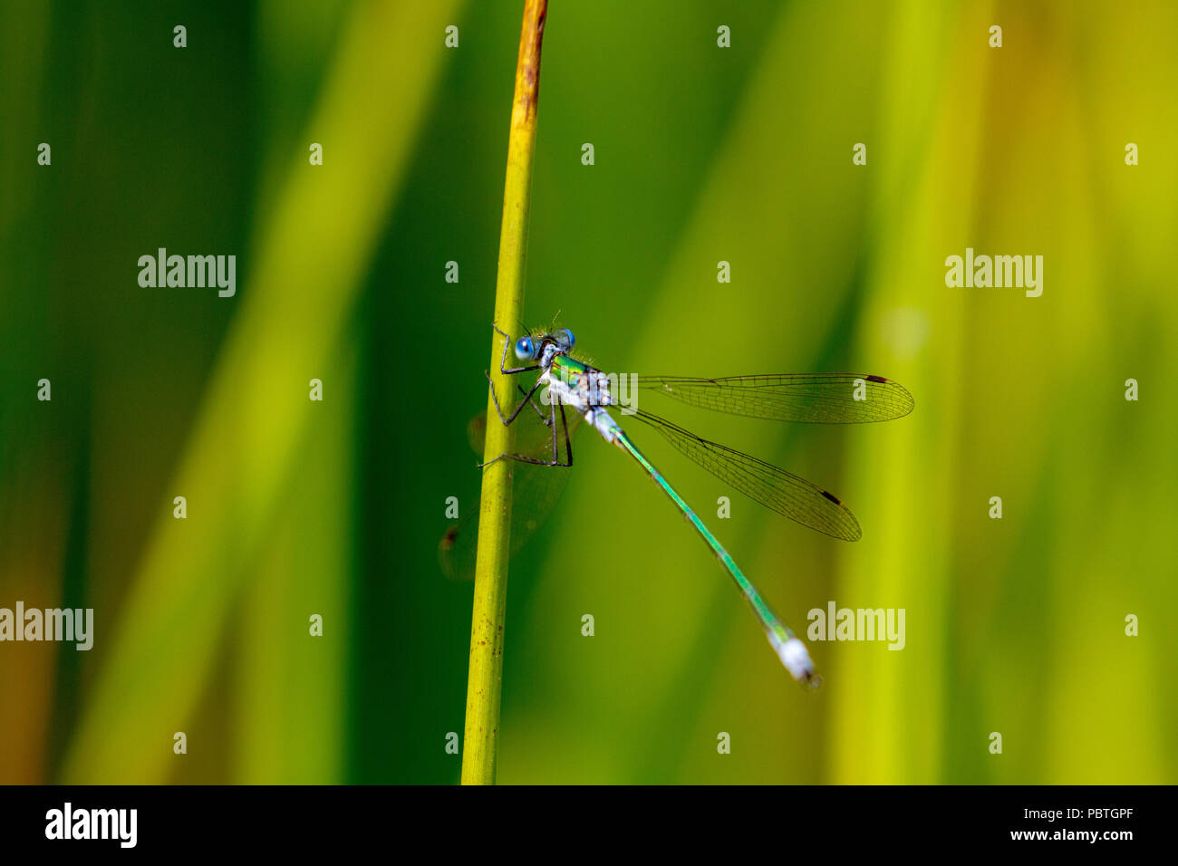 Emerald damselfly on stem Stock Photo - Alamy