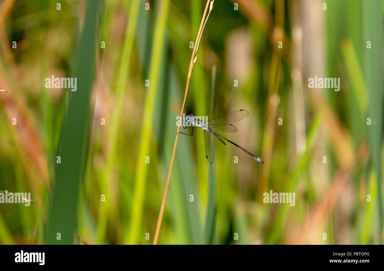 Emerald damselfly on stem Stock Photo - Alamy