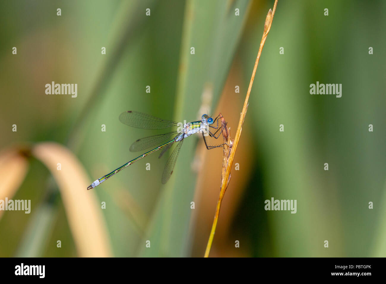 Emerald damselfly on stem Stock Photo - Alamy
