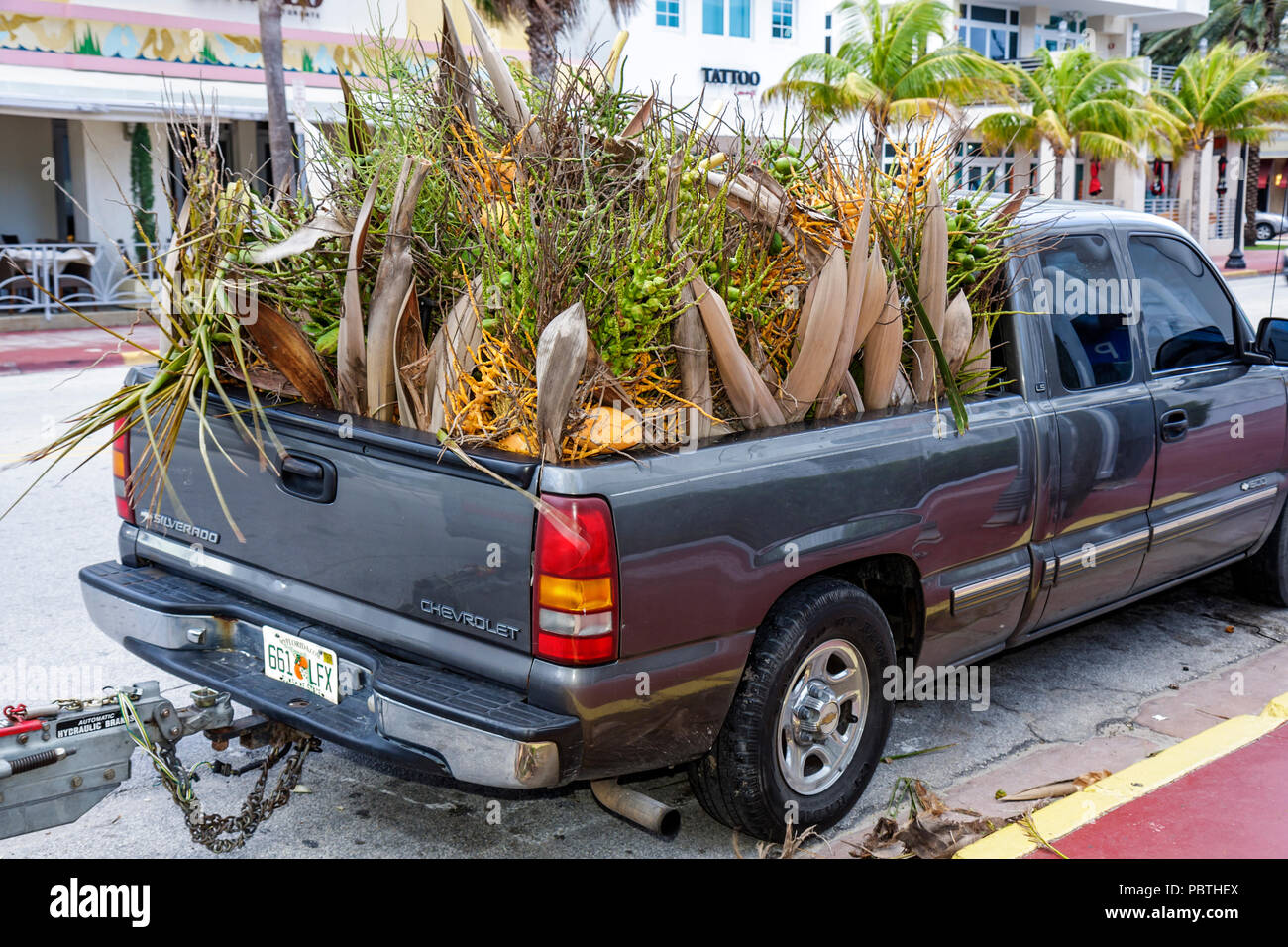 Miami Beach Florida,Ocean Drive,Chevrolet,pickup truck,lorry,rear cargo,coconut palm leaves,pods,coconuts,plant debris,full load,trash,pruning,FL08093 Stock Photo