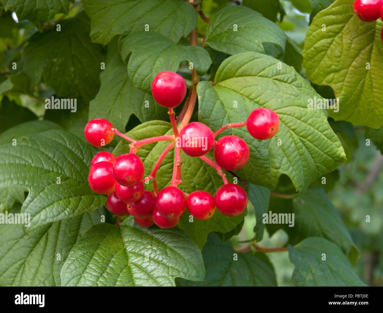 Viburnum shrub with berries Stock Photo Alamy