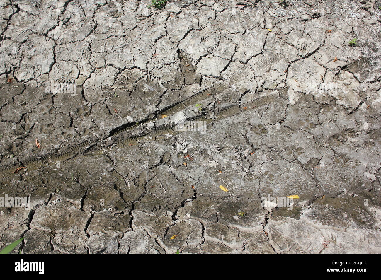 Severely dried, cracked, rippled mud and mud cracks Stock Photo Alamy