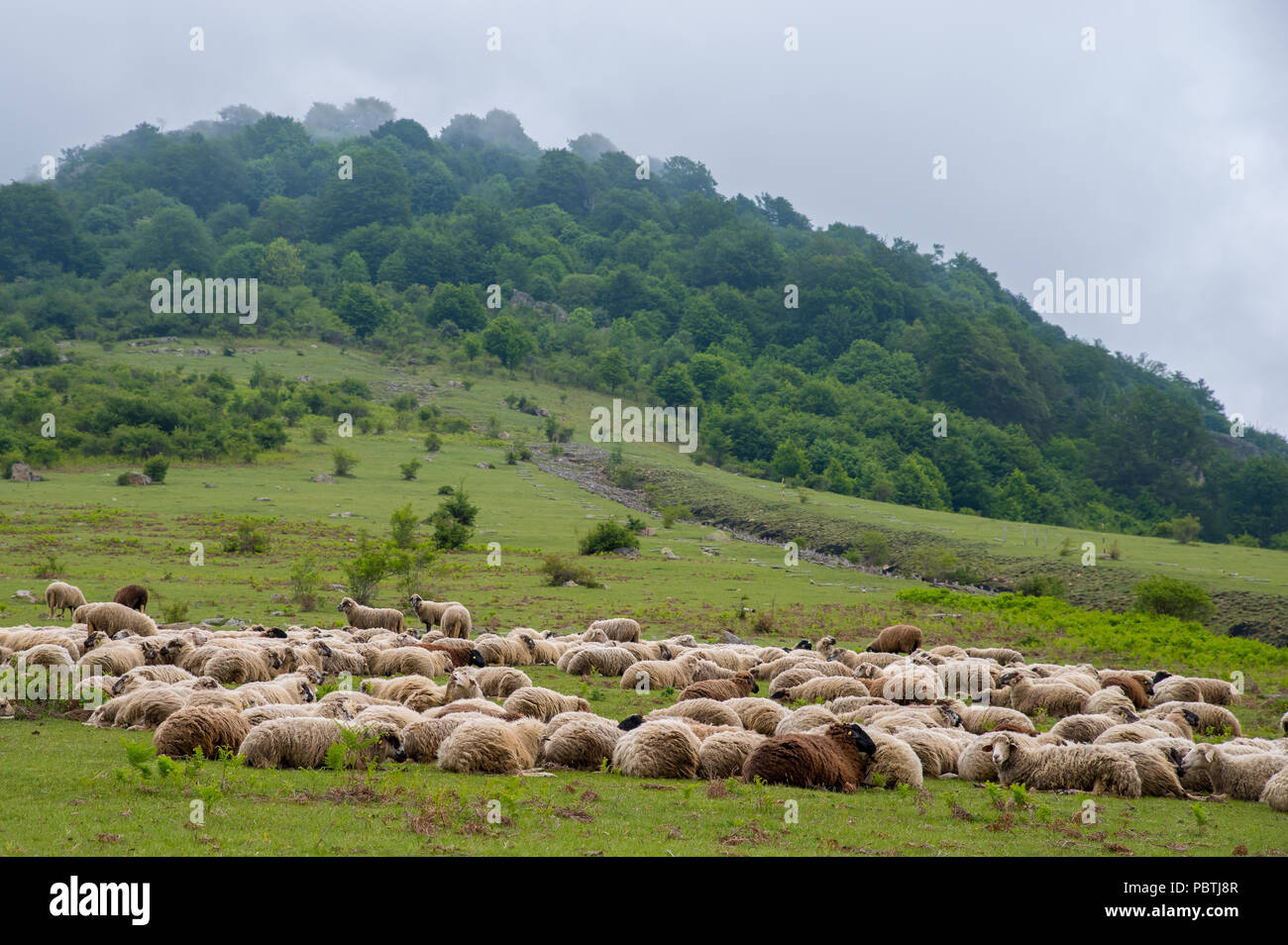 Livestock. Flock of sheep in the mountain. Stock Photo
