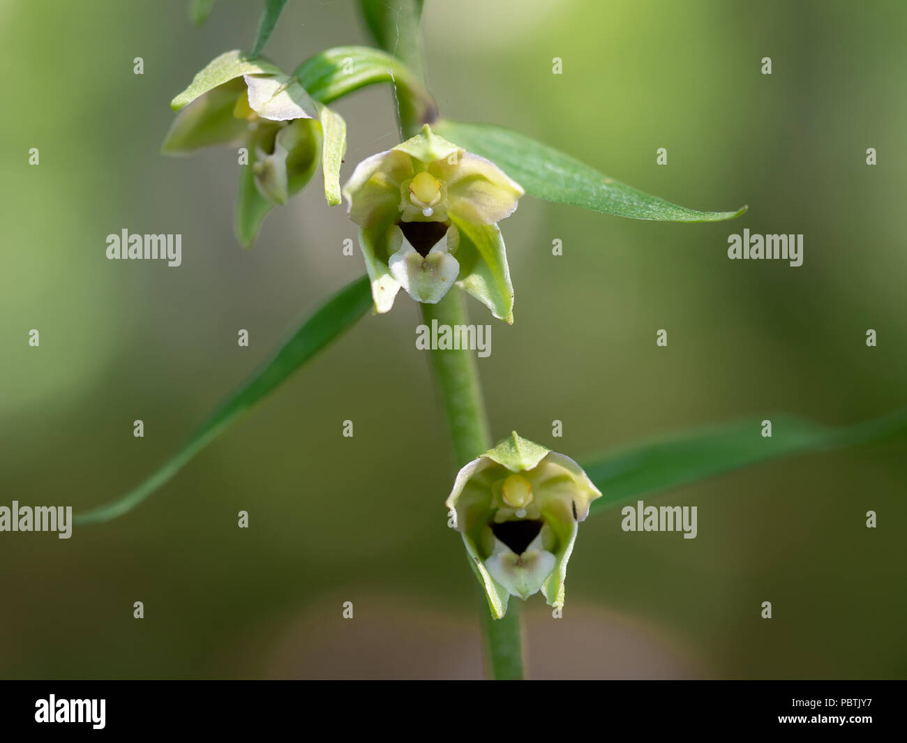 Epipactis helleborine, the broad-leaved helleborine, a terrestrial species of wild orchid. Closeup detail. Stock Photo