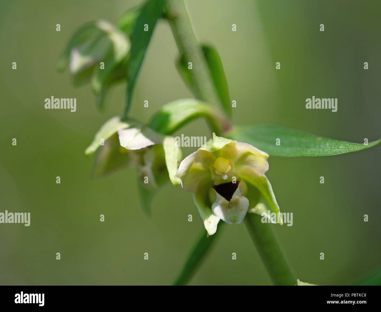 Epipactis helleborine, the broad-leaved helleborine, a terrestrial species of wild orchid. Closeup detail. Stock Photo