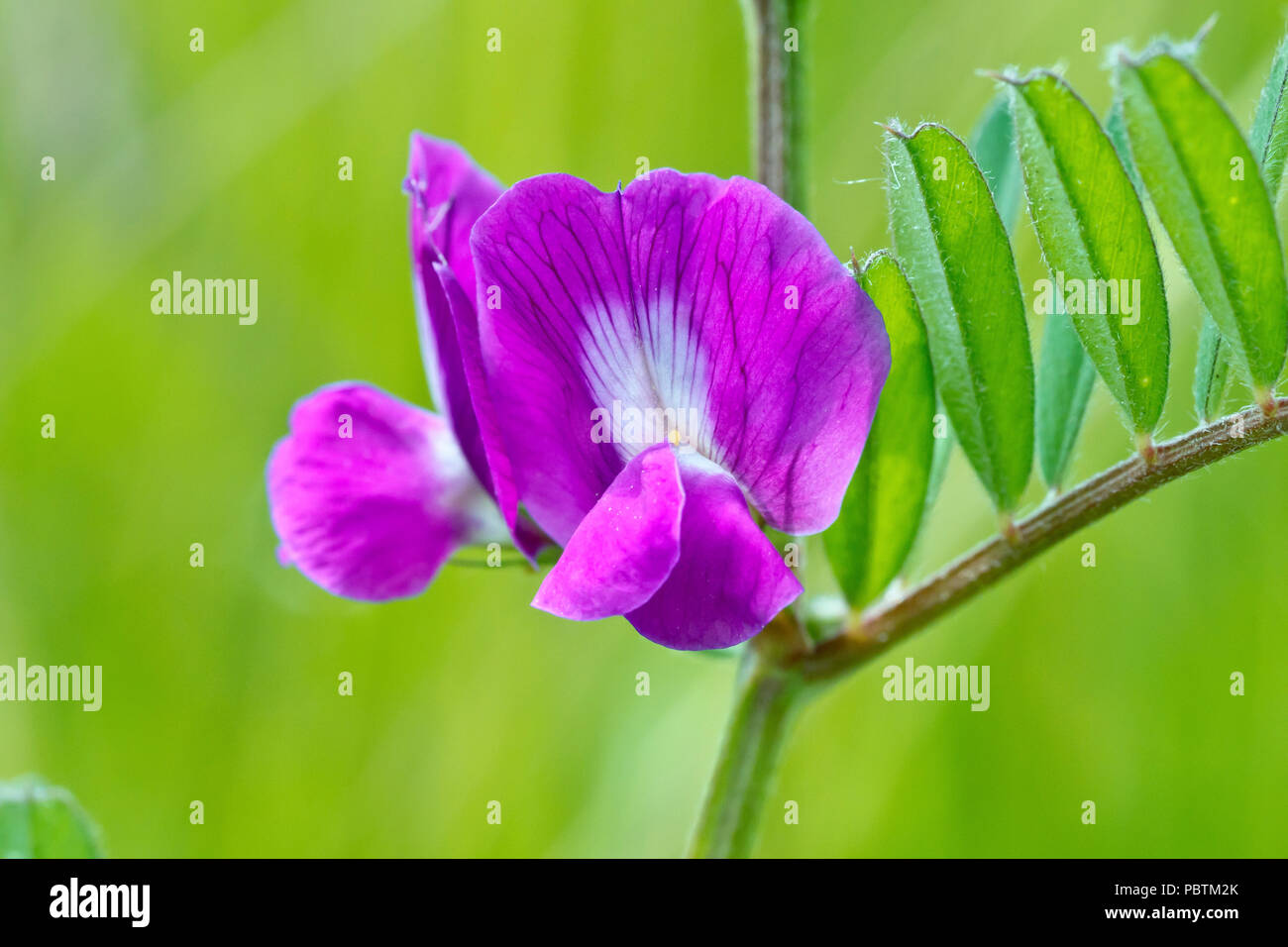 Common Vetch (vicia sativa), close up of a couple of flowers with leaves. Stock Photo