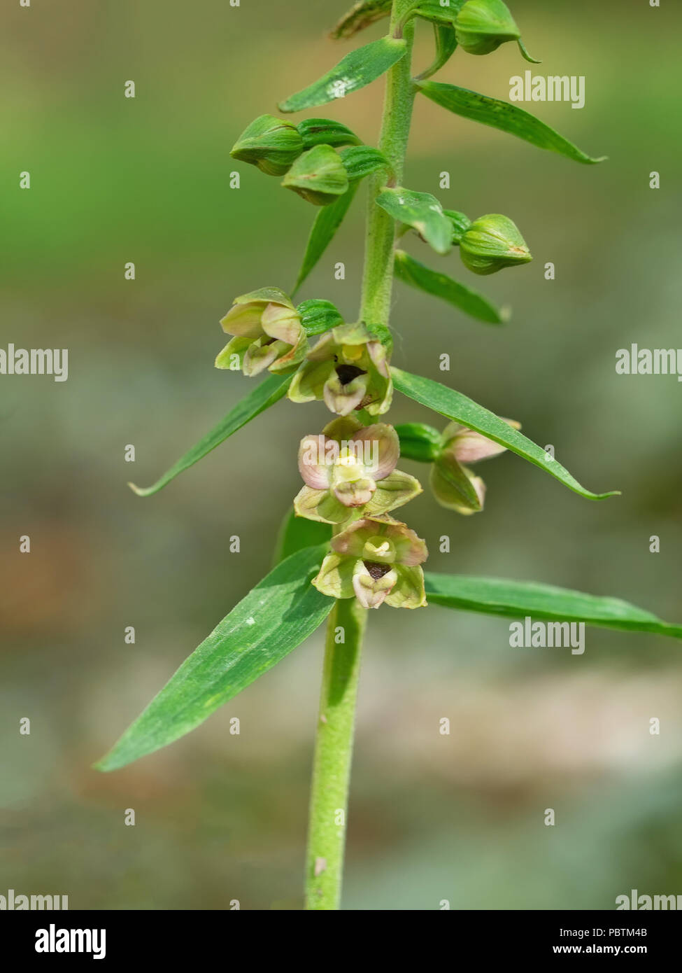 Epipactis helleborine, the broad-leaved helleborine, a terrestrial species of wild orchid. Stock Photo