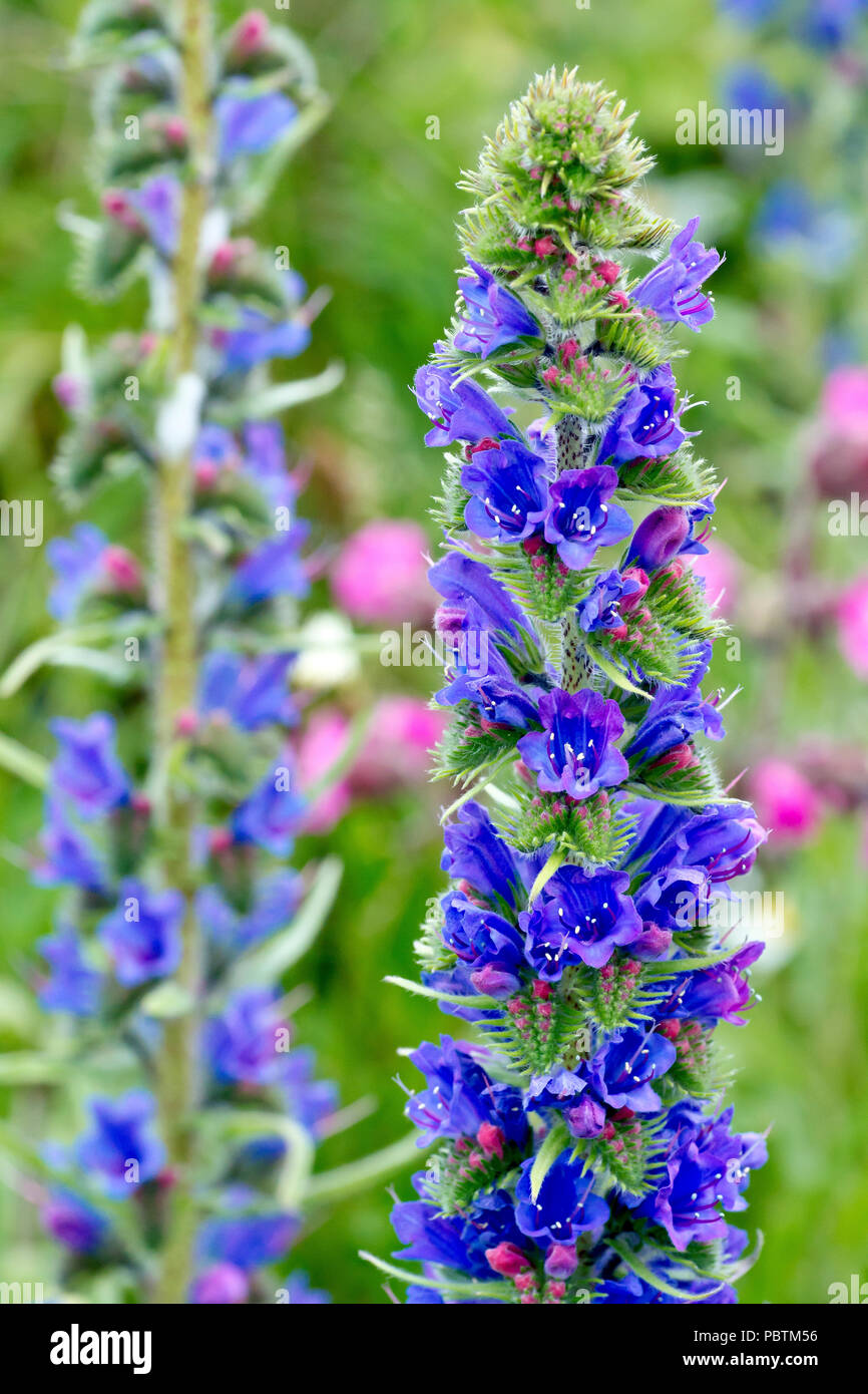 Viper's Bugloss (echium vulgare), close up of a flowering spike with a secong in the background. Stock Photo
