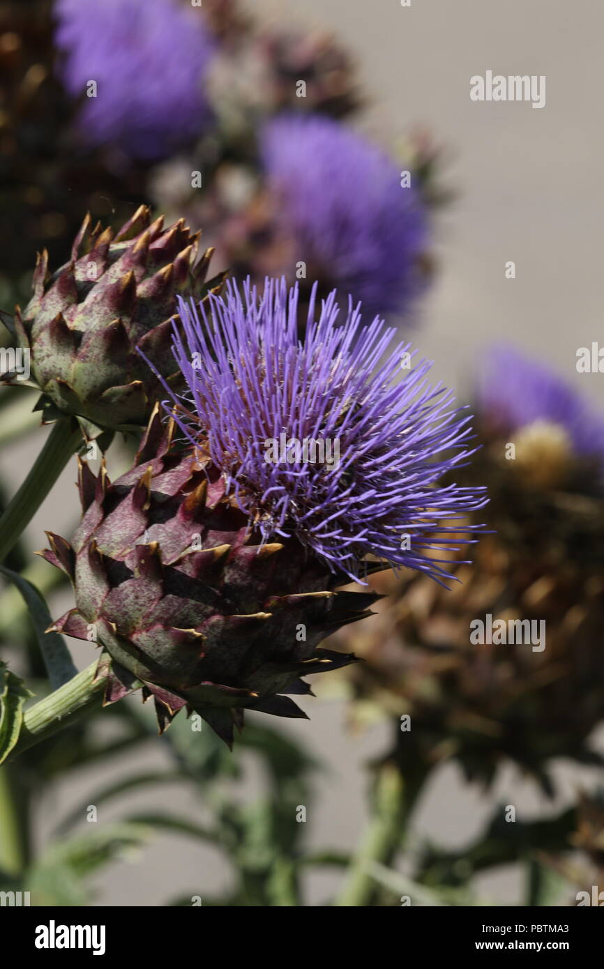 Purple delirium Stock Photo