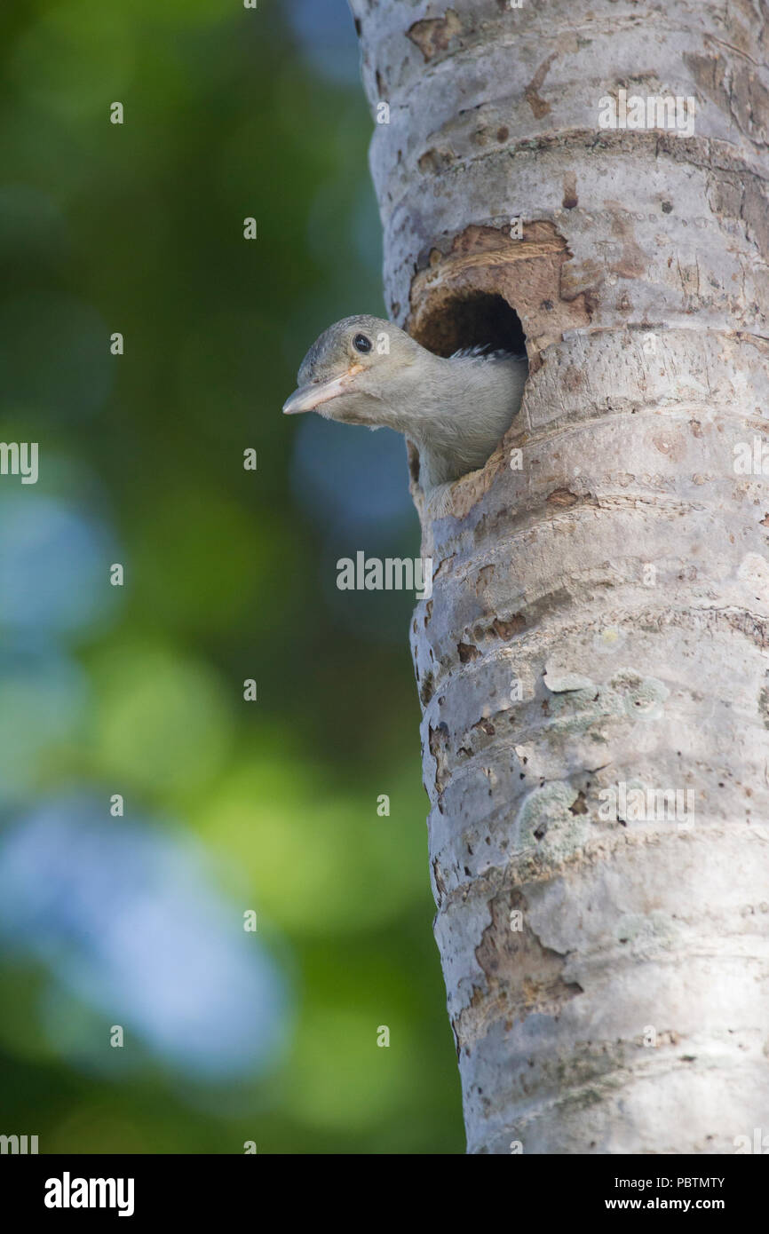 Red bellied woodpecker tongue hi-res stock photography and images - Alamy