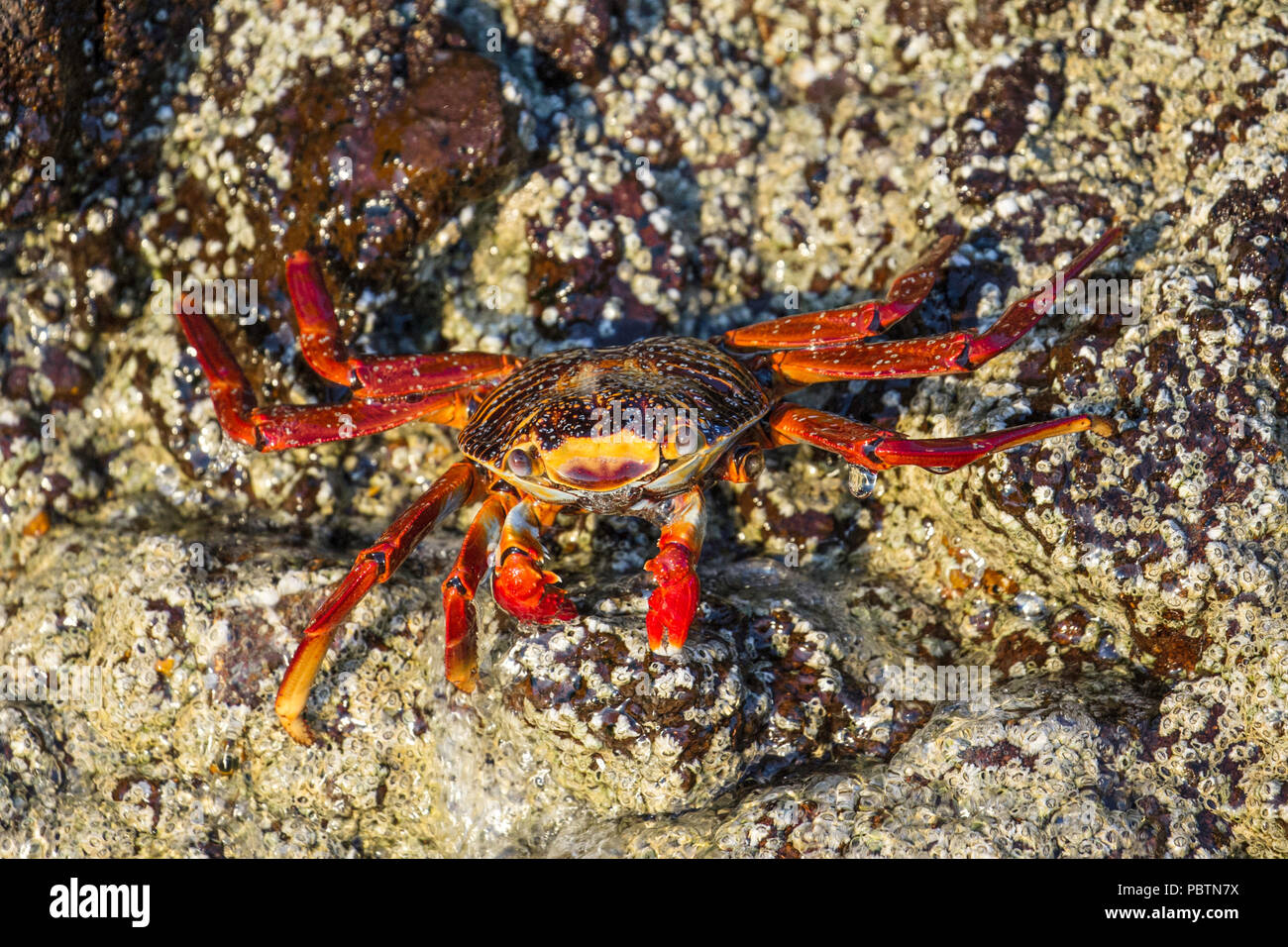 Sally lightfoot crab, Grapsus grapsus, intertidal zone, Isla Ildefonso, Baja California Sur, Mexico. Stock Photo