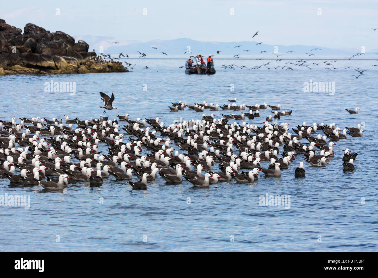 A flock of Heermann's gulls, Larus heermanni, resting on water, Isla Rasa, Baja California, Mexico. Stock Photo
