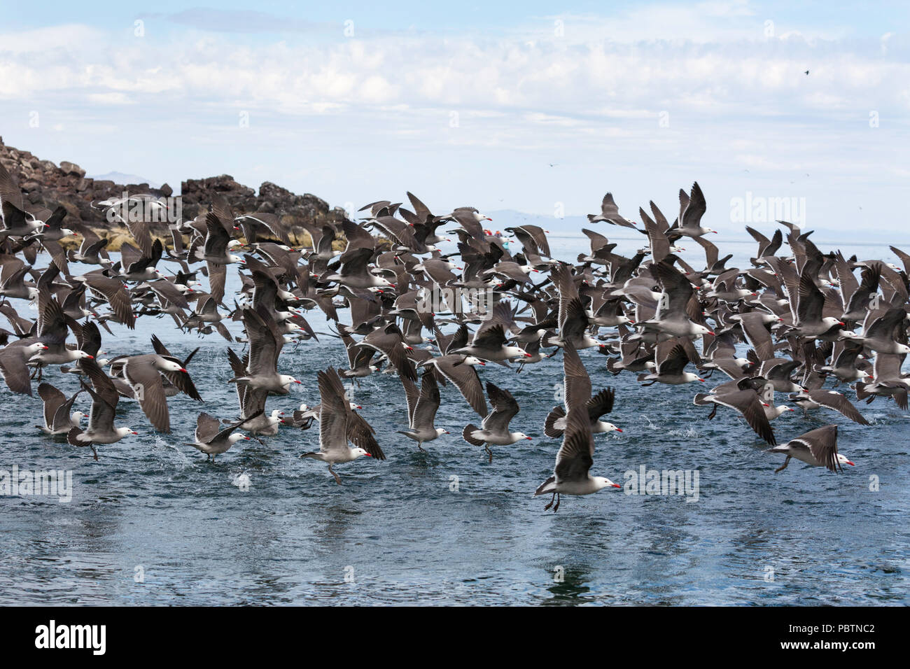 A flock of Heermann's gulls, Larus heermanni, taking flight, Isla Rasa, Baja California, Mexico. Stock Photo