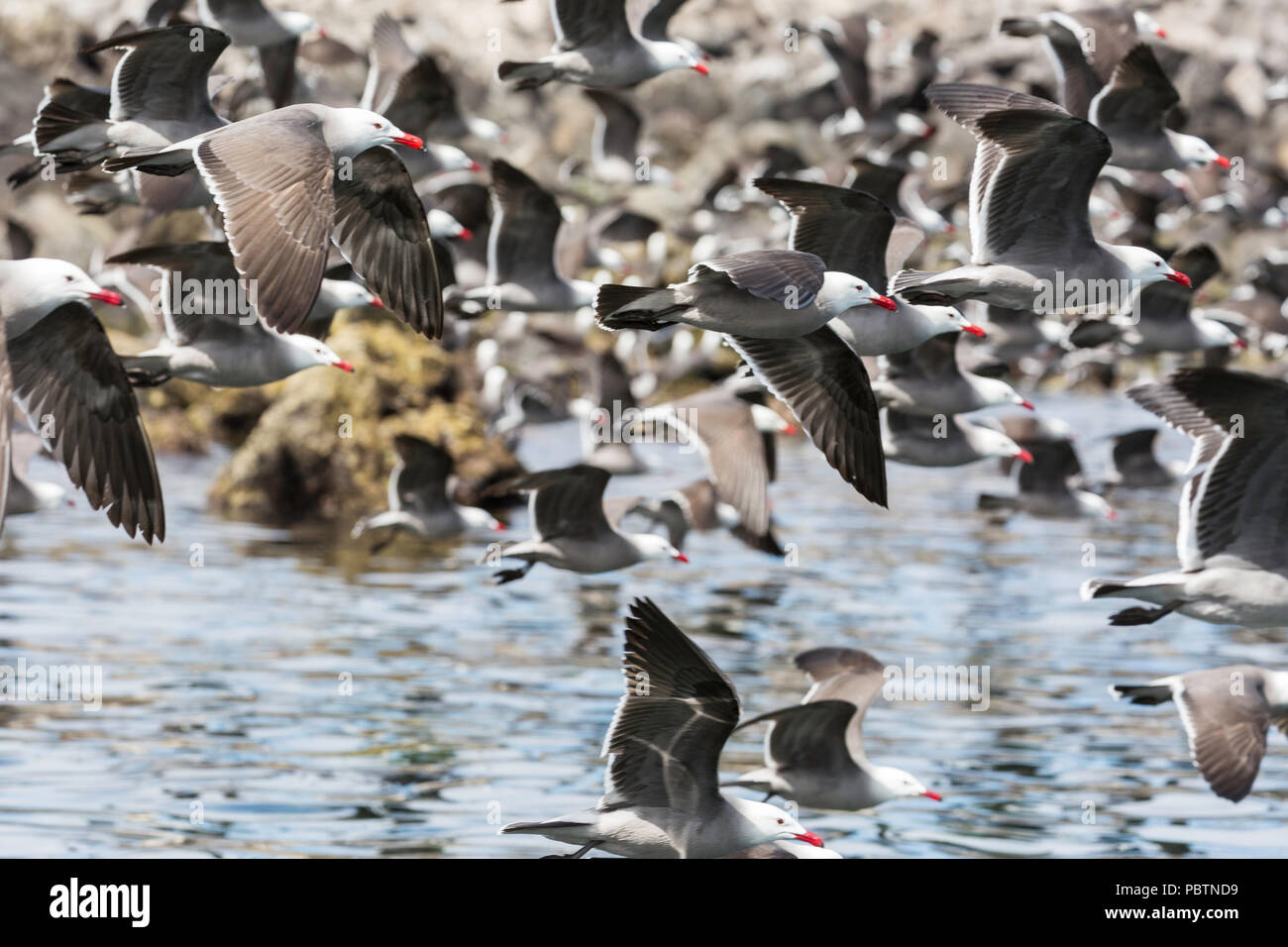A flock of Heermann's gulls, Larus heermanni, taking flight, Isla Rasa, Baja California, Mexico. Stock Photo