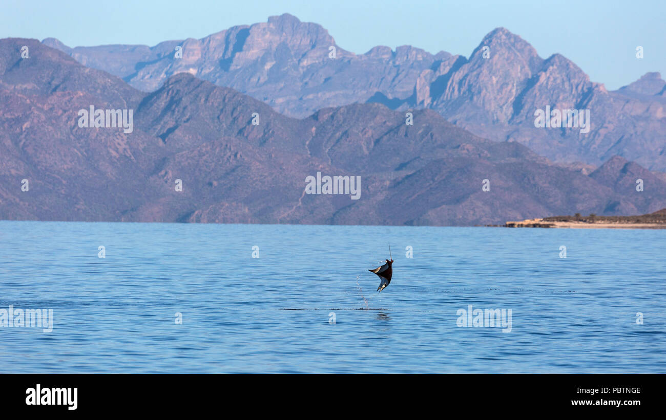 Adult Munk's pygmy devil ray, Mobula munkiana, leaping near Isla Danzante, Baja California Sur, Mexico. Stock Photo