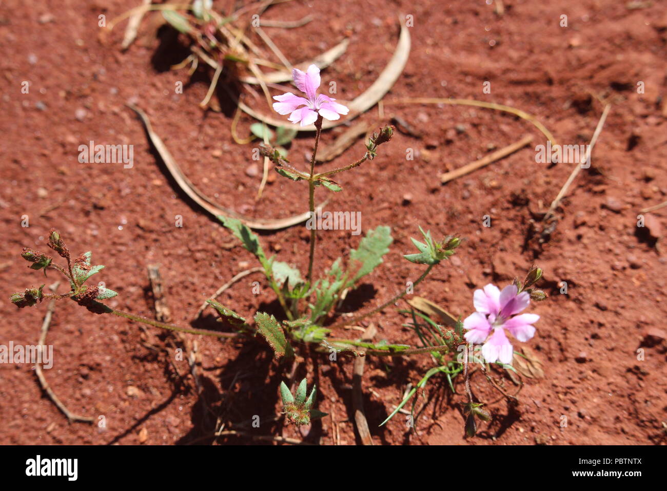 Wildflowers in West Australia Stock Photo