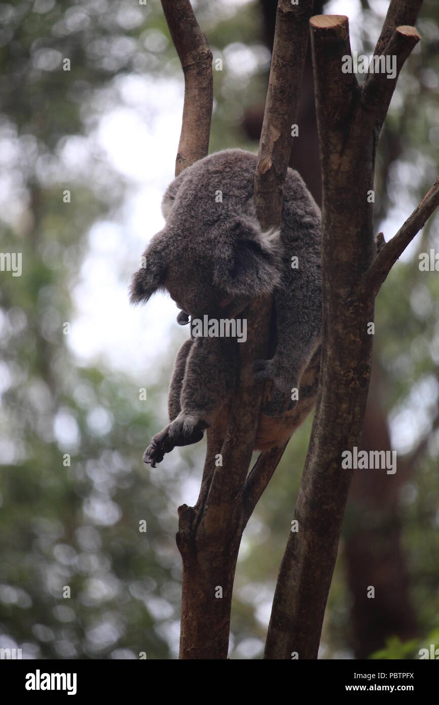 Australian koala bear hi-res stock photography and images - Alamy