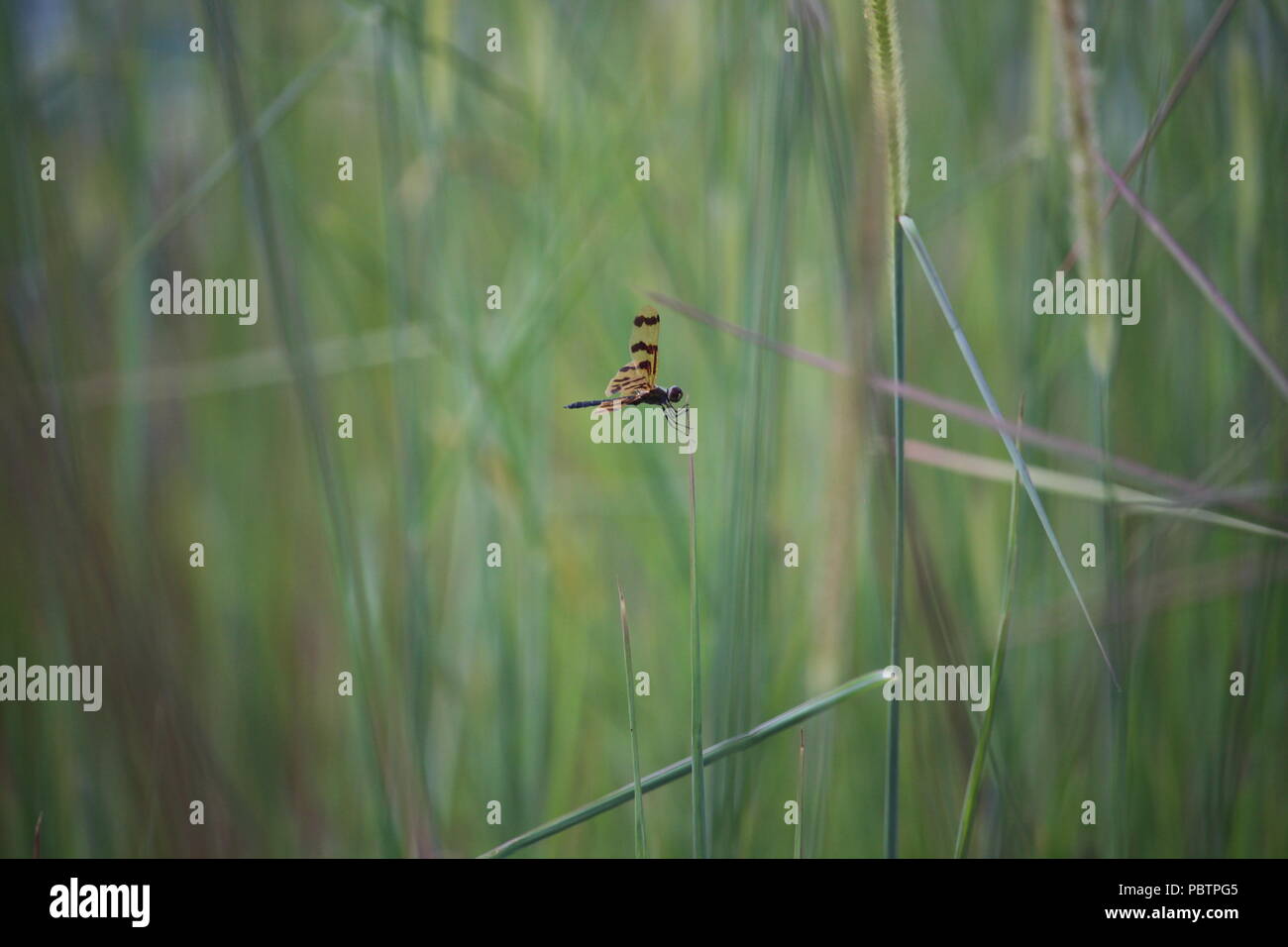 Close up of dragonfly Stock Photo