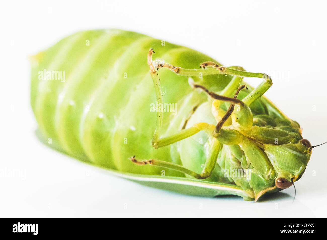 close up isolated views of bright yellow green bottle cicada. bloated ...