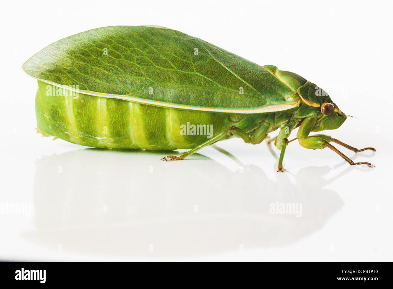 close up isolated views of bright yellow green bottle cicada. bloated ...